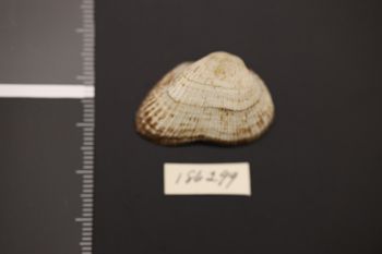 Media type: image;   Malacology 186299 Description: Preserved specimen.;